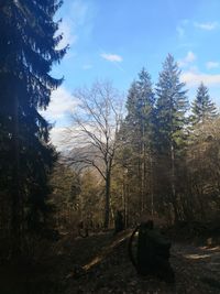 Trees growing in forest against sky