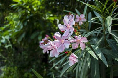 Close-up of pink flowering plant