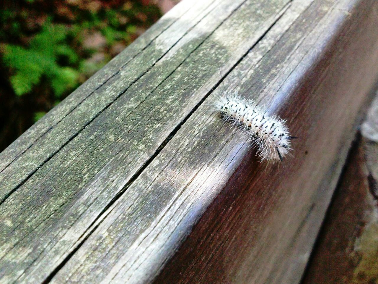 White caterpillar