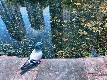 High angle view of pigeon perching on wood