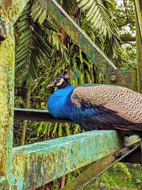 Close-up of peacock perching on wood