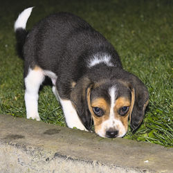 pet