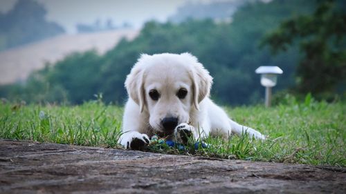 Portrait of dog on field