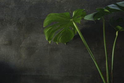 Close-up of green leaf on plant