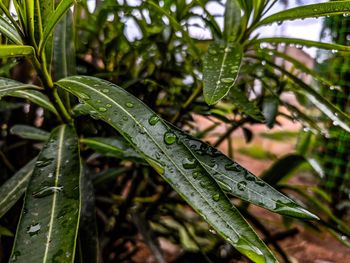 Close-up of raindrops on green leaves during rainy season