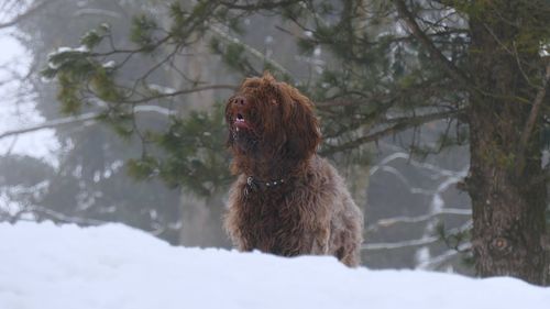 Dog on snow covered landscape during winter