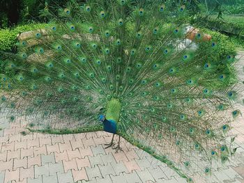 High angle view of bird