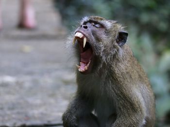 Close-up of monkey yawning outdoors