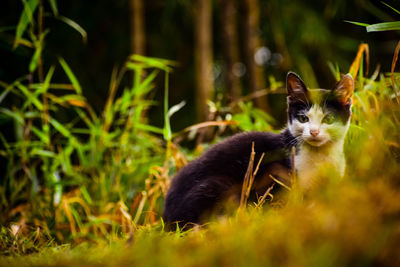 Portrait of a cat on field