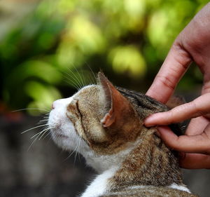 Close-up of hand caressing a cat