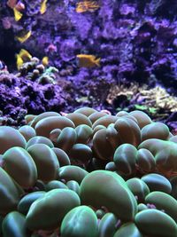 Close-up of coral in sea