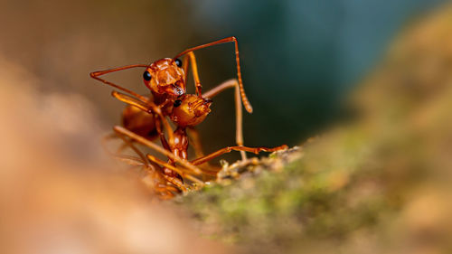 Close-up of ant on plant