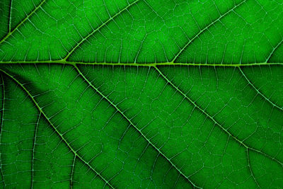 Full frame shot of leaf on plant