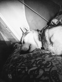 Dog sleeping on bed at home