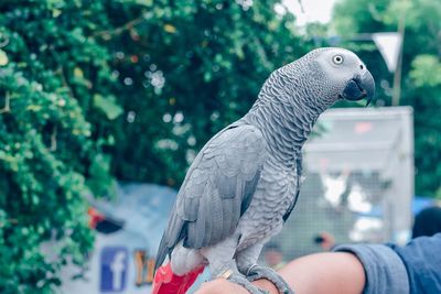 Close-up of hand holding bird