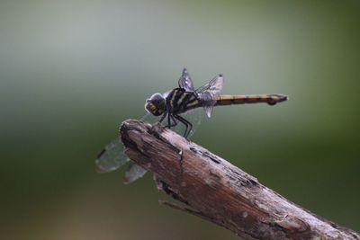 Close-up of insect perching on a tree
