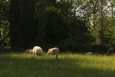 Sheep grazing on field