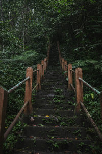 Staircase in forest