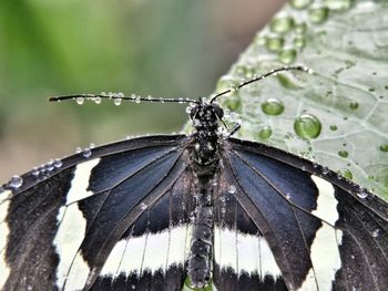 Close-up of butterfly on leaf