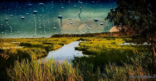Wet grass by lake against sky