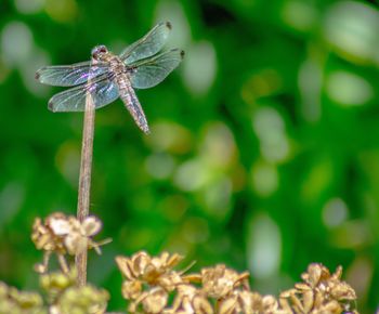 Close-up of insect on flower