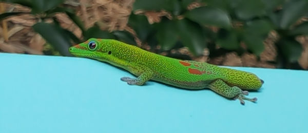 Close-up of a lizard