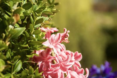 Close-up of flowers blooming in park