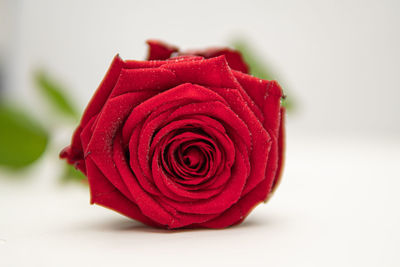 Close-up of red rose against white background