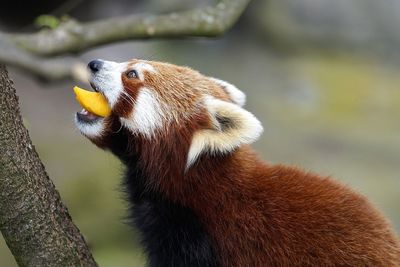 Close-up of red panda eating food