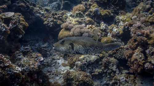 Fish swimming in sea