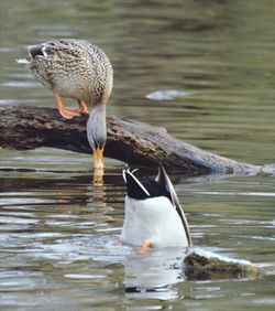 Bird in a lake