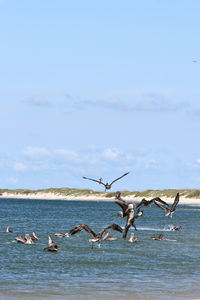 Birds flying over sea against sky