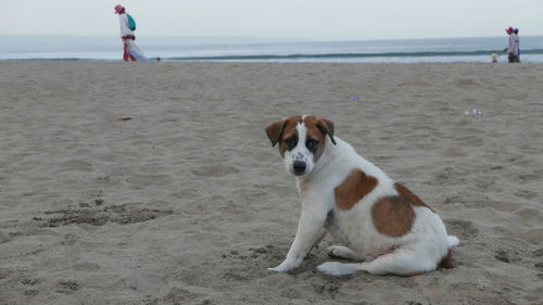 Dog standing on beach against sky