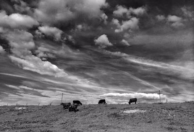 Cow grazing on field against cloudy sky