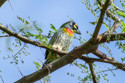 Low angle view of bird perching on tree against sky