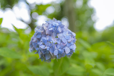 Close-up of purple hydrangea flower