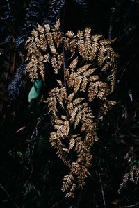 Close-up of wilted plant in forest