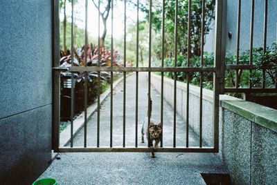 A cat walking through the fence 