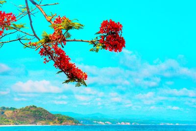 Red tree by sea against blue sky