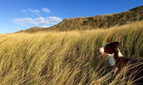 Dog standing on field