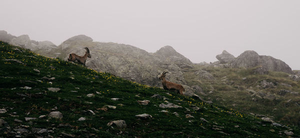 Low angle view of mountain goats