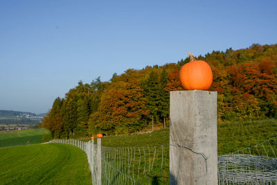 View of trees growing on field against sky during autumn