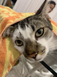 Close-up portrait of a cat