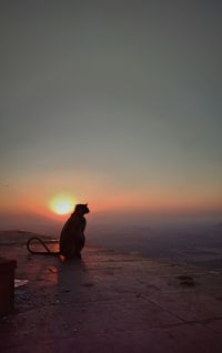 Nature theories, pushkar, india- silhouette view of a monkey on a hill during sunset