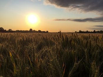 Scenic view of field at sunset