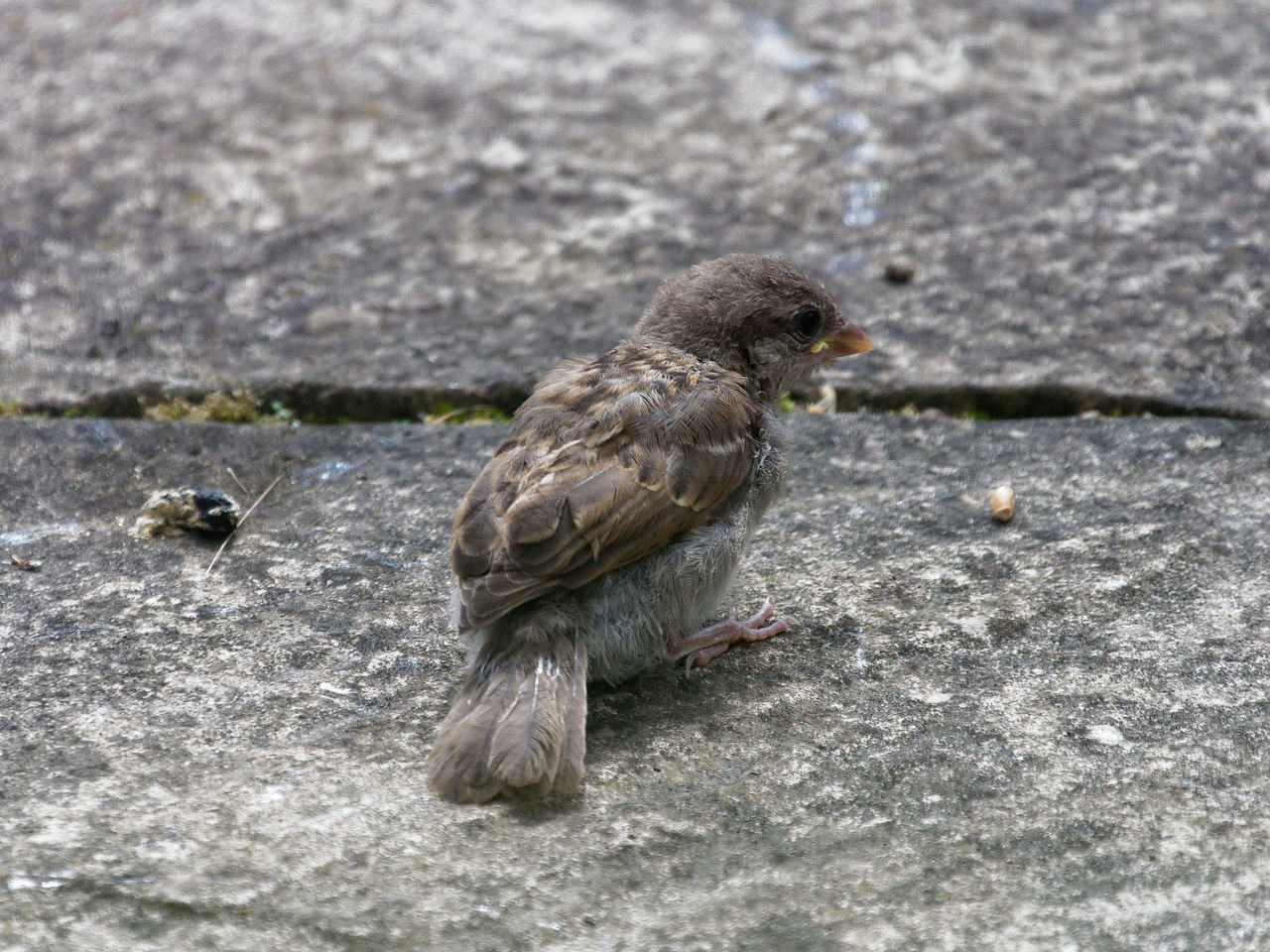 HIGH ANGLE VIEW OF BIRD PERCHING ON A WALL