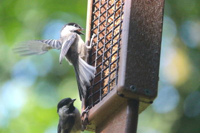 Bird perching on a feeder