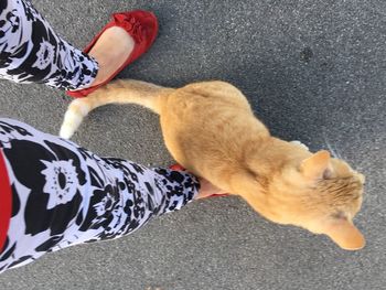 Low section of person with cat