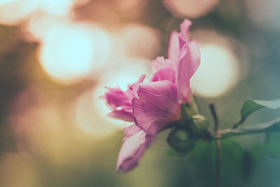 Close-up of pink rose flower