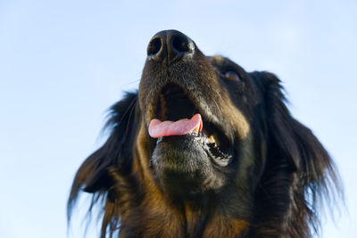 Close-up of dog looking away against sky